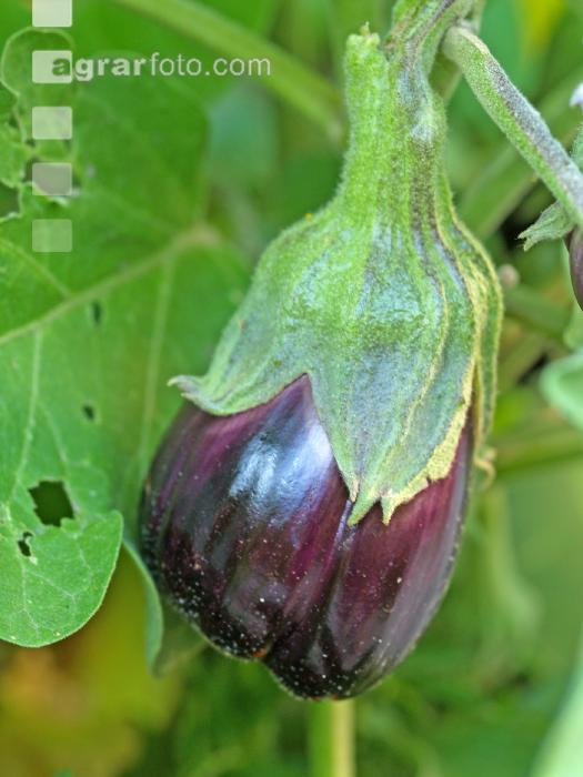 Aubergine 8