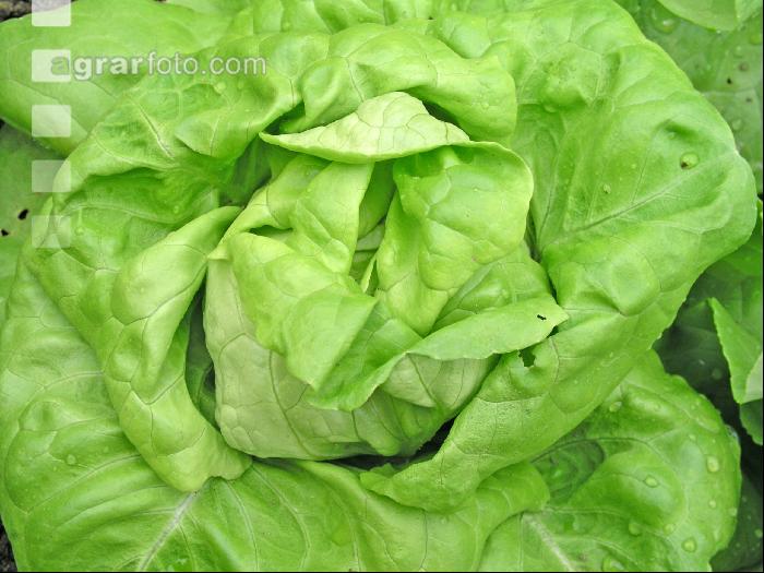 Kopfsalat 2