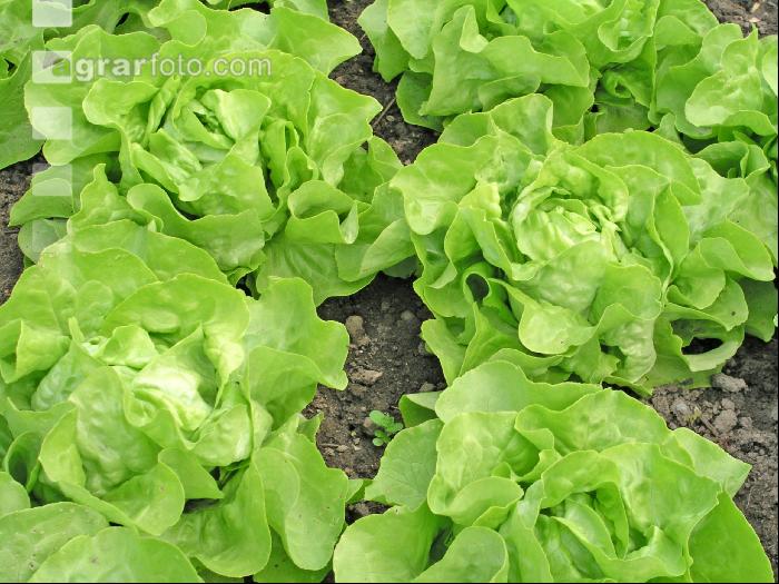 Kopfsalat 1