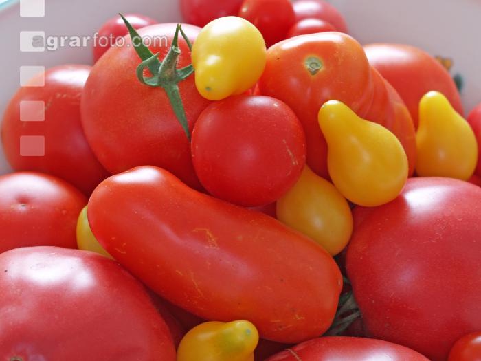 Tomatenvielfalt 2