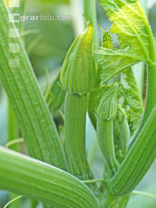 Zucchini 6
