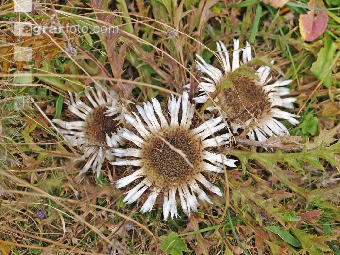 Silberdistel 3