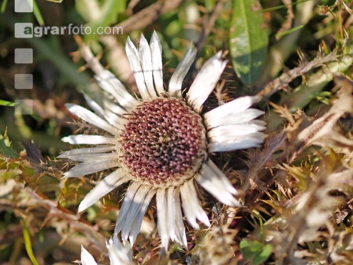 Silberdistel 4