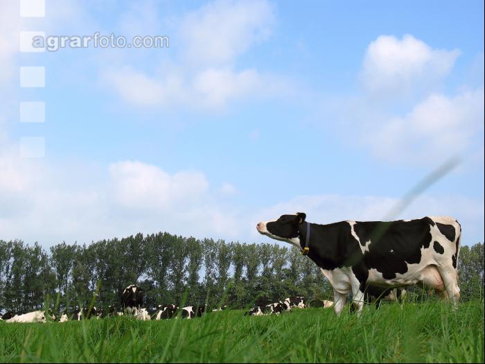 Holstein Weide 28