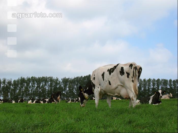 Holstein Weide 23