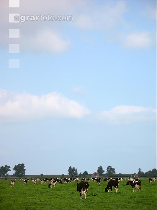 Holstein Weide 15