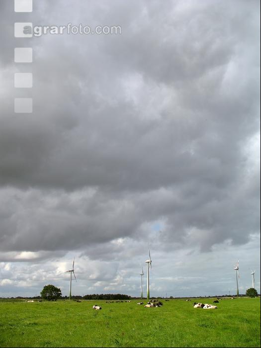 Holstein Weide 11