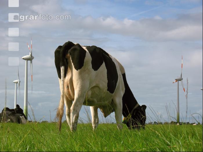Holstein Weide 7