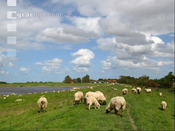 Schafe Nordseeküste 1