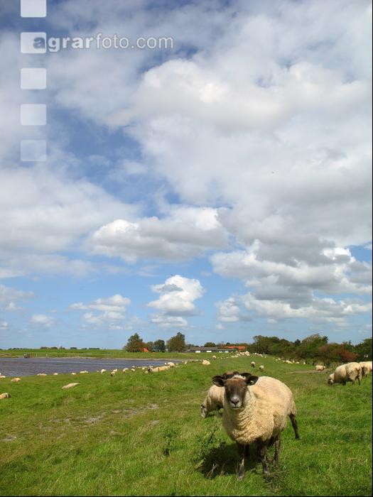 Schafe Nordseeküste 3