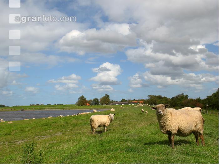 Schafe Nordseeküste 4