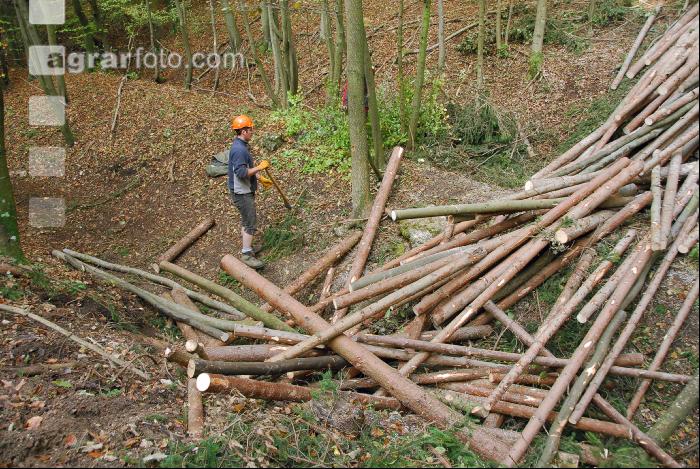 Forstarbeiter 1
