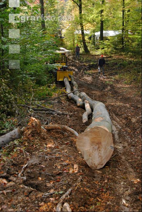 Holzbringung 2