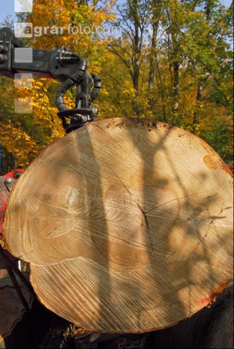Holz laden 3