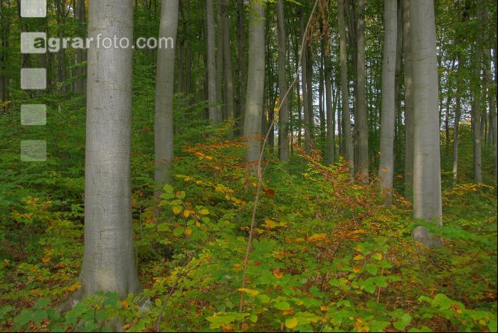 Mischwald 2