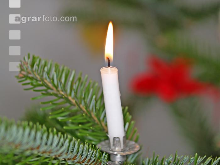 Christbaum 2