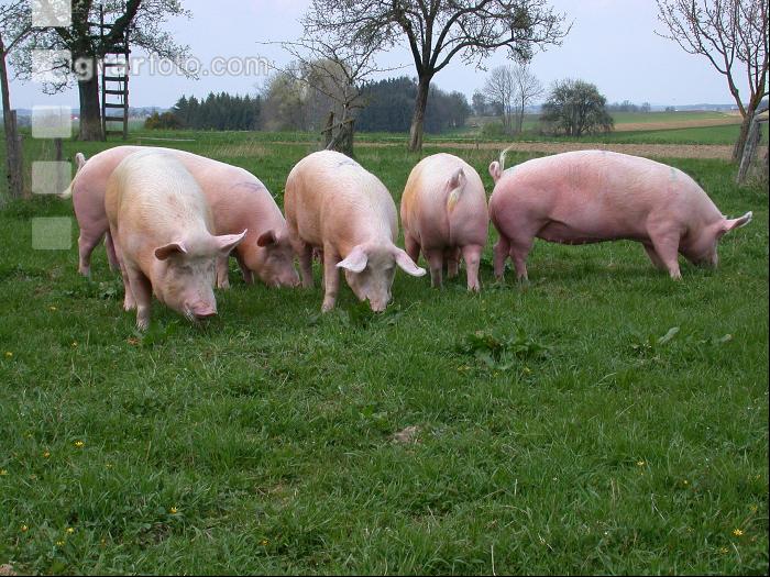 Edelschwein Auslauf 1