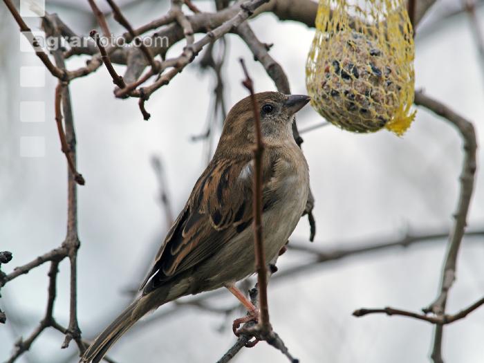 Spatzen im Winter 1