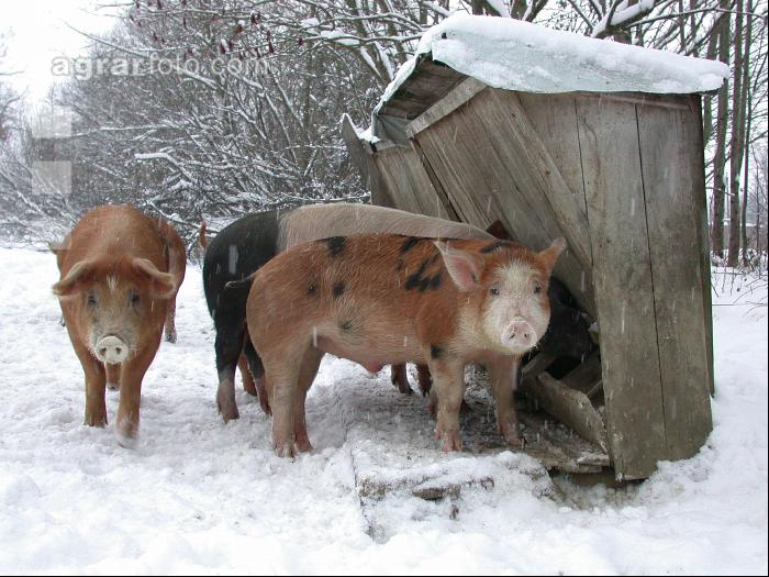 Duroc Kreuzung 34