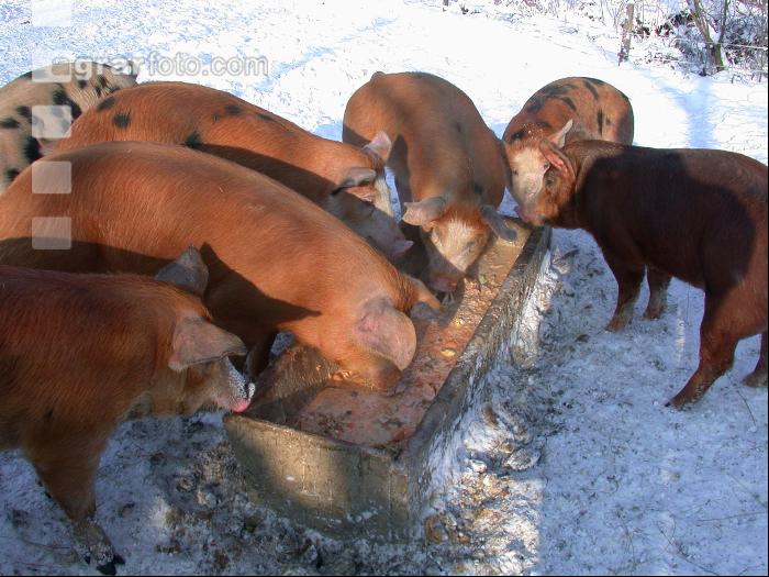 Duroc Kreuzung 29