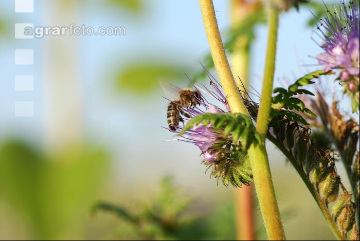 Biene Phacelia 1