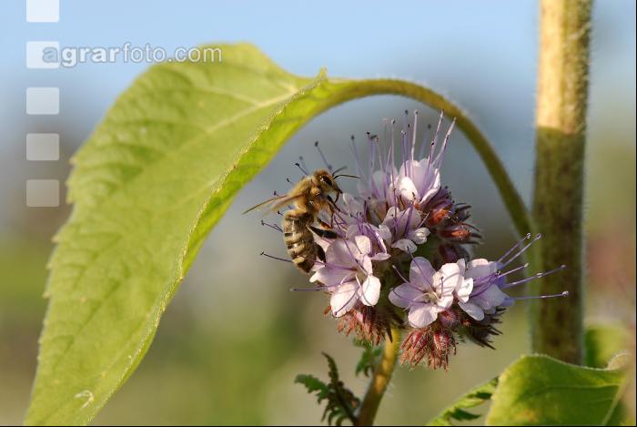 Biene Phacelia 2
