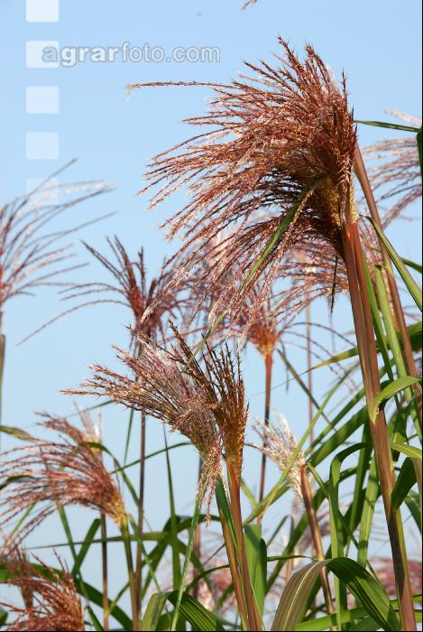 Elefantengras Blüte 2