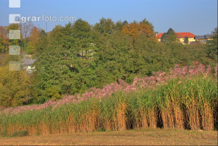 Elefantengras Blüte 6