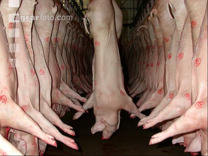 Kühlraum Schweine 16