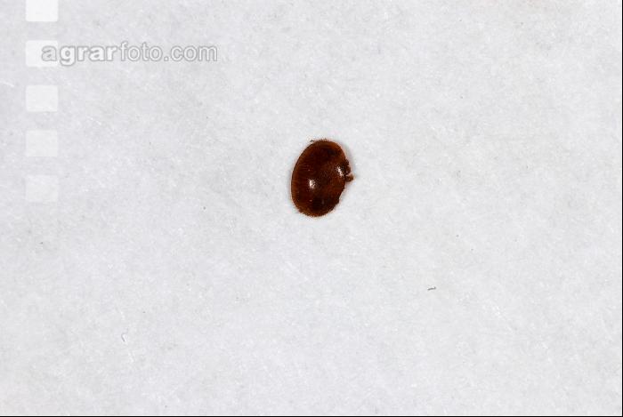 Varroamilbe