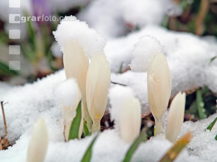 Krokus Neuschnee 1