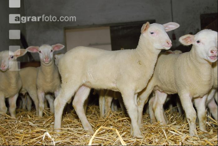 Milchschaf Lämmer 02
