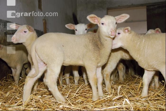 Milchschaf Lämmer 10