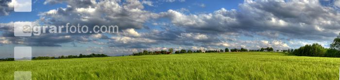 Gerste Panorama 13