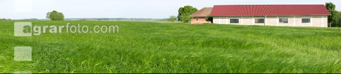 Gerste Panorama 12