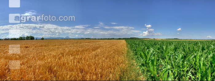 Gerste Panorama 9