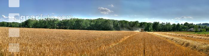 Gerstendrusch 2