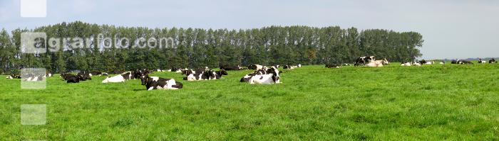 Holstein Windrad 2