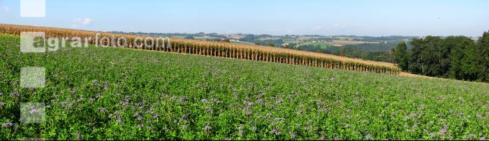 Mais Panorama 8