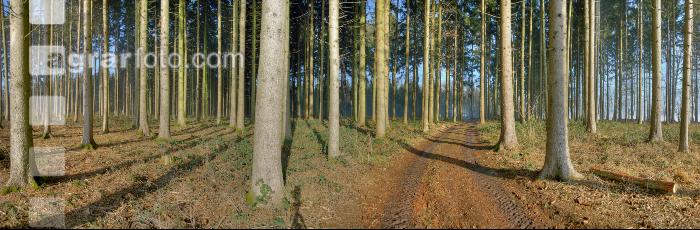 Wald Morgen 3