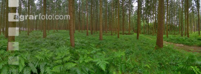 Regen im Wald