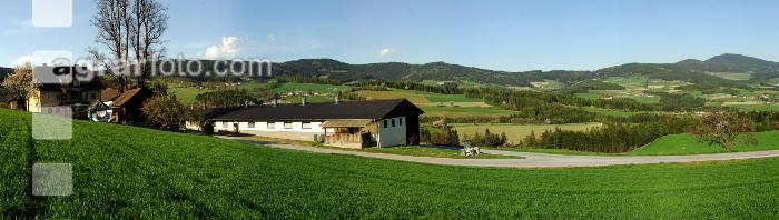 Schweinebetrieb 