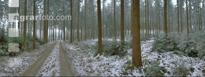 Wald Rauhreif 7