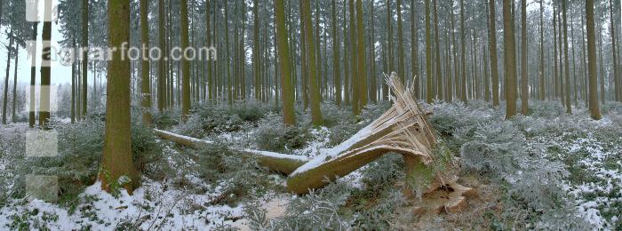 Wald Rauhreif 8
