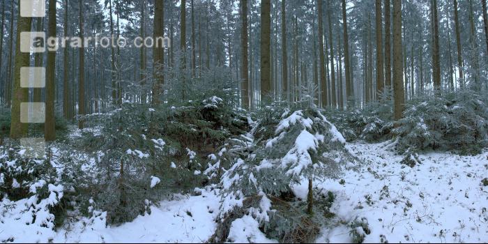 Wald Rauhreif 9