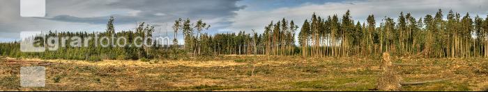 Waldschaden 3