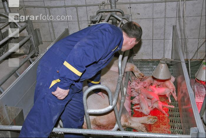 Ferkel Betreuung 3