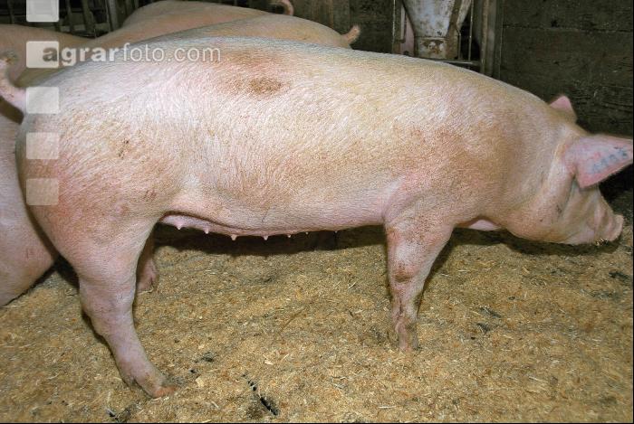 Edelschwein Gruppe 1