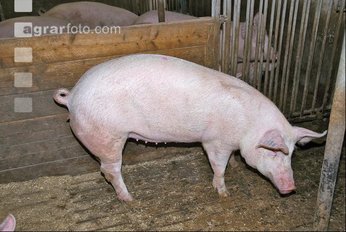 Edelschwein Gruppe 5