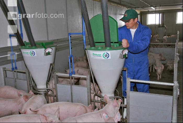 Ferkel Fütterung 9